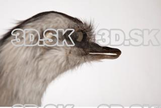 Emus head photo reference 0055